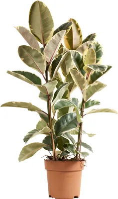 Produktbild von Ficus Tineke Zimmerpflanze, 100 cm hoch, 27 cm Topf, Grün-Creme-Zartrosa, luftreinigend