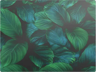 Produktbild von Tropische Blätter – Bodenschutzmatte – Stuhlunterlage 120x90 cm – Rutschfest – Hartbodenmatte