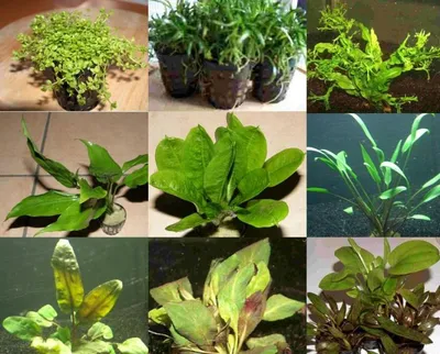 Produktbild von 40 Wasserpflanzen, 5 Bunde und 5 Topfpflanzen,