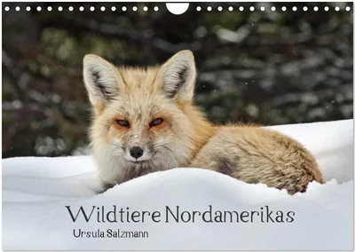 Produktbild von Wildtiere Nordamerikas (Wandkalender 2026 DIN A4 quer), CALVENDO Monatskalender