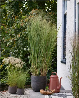 Produktbild von Stauden Gänge 1 x Panicum virgatum 'Blue Fountain' im 1 Liter Topf - Blaue Rutenhirse - Harmonie und Anmut in blauen Nuancen - NEUE SORTE