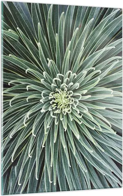 Produktbild von Bilder auf glas - Einteilig - Agave Grün Pflanze - 50x70cm - Glasbilder - Wandbilder - Bilder - zum Aufhängen bereit - Wanddekoration aus Glas - Glas Bilder - Wandbild auf Glas - GPA50x70-4905