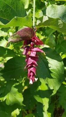 Image de Leycesteria formosa / Arbre aux Faisans