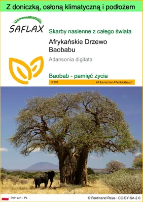 Zdjęcie produktu dla SAFLAX - Garden to go - Afrykańskie Drzewo Baobabu - 6 Nasiona - Z doniczką, pokrywą klimatyczną i podłożem do uprawy - Adansonia digitata