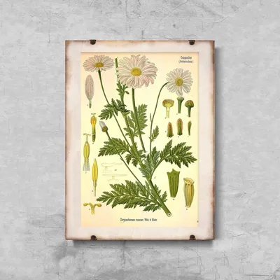 Produktbild von Poster - Canvas - Leinwand - 29,7 cm x 42 cm - Botanischer Anthemideae Compositae