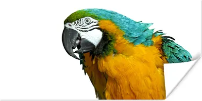 Produktbild von MuchoWow® Poster Papagei - Vogel - Federn - Porträt 40x20 cm - Poster für die Wand - Poster Schlafzimmer