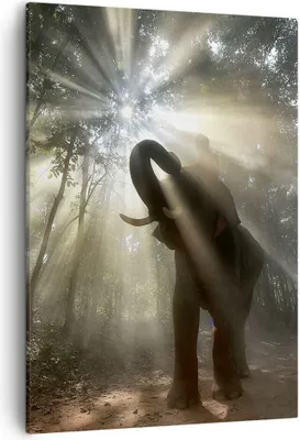 Produktbild von Bild auf Leinwand - Leinwandbild - Einteilig - Elefant Dschungel  - 50x70cm - Wand Bild - Wanddeko - Wandbilder - Leinwanddruck - Wanddekoration - Leinwand bilder - Wandbild - PA50x70-3835