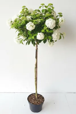 Produktbild von Viburnum 'Eskimo' I Schneeball Hochstamm - weiß blühend | Stamm 120 cm | Gesamthöhe 170-180 cm | Winterhart & duftend