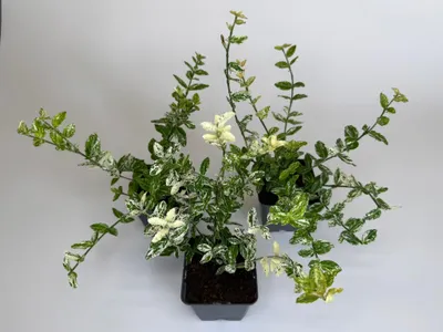 Produktbild von 40 Stück, Topf 9cm, Bodendecker Euonymus fortunei Harlequin