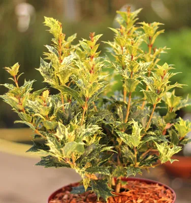 Obrázok produktu pre Pichľavý voňavý kvet Tricolor Osmanthus heterophyllus 80 – 100 cm vždyzelený