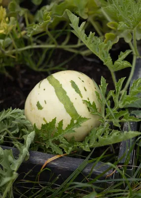 Produktbild von Snowmelon Schneemelone Samen - Zuckermelone mit weißem Fruchtfleisch &