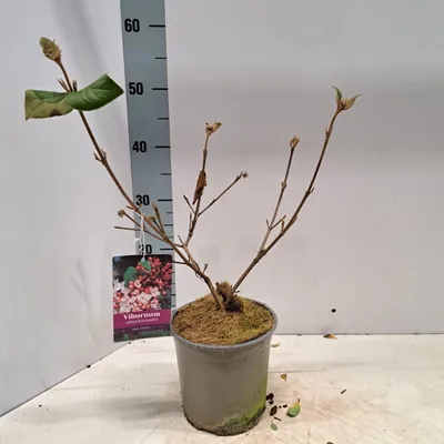 Produktbild von Viburnum burkw. 'Anne Russell' - Osterschneeball | 30-35 cm im Topf