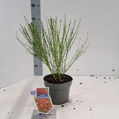 Produktbild von Cytisus praecox 'Boskoop Ruby' - Ginster | 20-25 cm im Topf