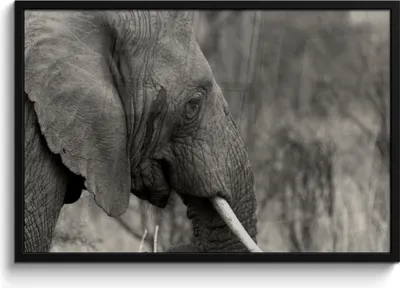 Produktbild von MuchoWow® MuchoWow® Gerahmtes Poster Elefant - Tiere - Schwarz - Weiß 90x60 cm - Poster mit zchwarzem Bilderrahmen - Fotorahmen - Foto-Plakat