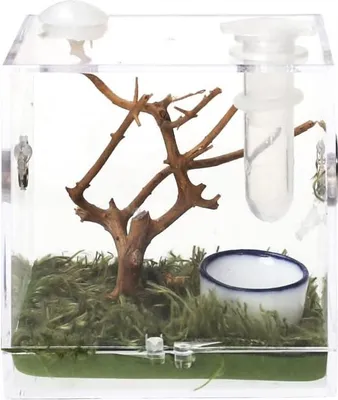 Produktbild von Bietet Reptilien und Insekten ein sicheres Zuhause - praktische Futterbox für Eidechsen und Isopoden - 1 Stück - Acryl