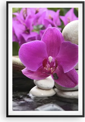 Produktbild von Gerahmtes Poster - Schwarzer Rahmen - Orchidee Bambus Dekoration Spa - 61x91,5 cm - Wand Bild - Wanddeko - Wandbilder - Wandposter - Bilderrahmen - Bilder - Kunstdruck - Wandbild - P2BPA61x91-2666