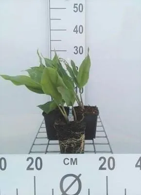 Zdjęcie produktu dla 6 x Convallaria majalis - konwalia majowa - doniczka 9 x 9 cm