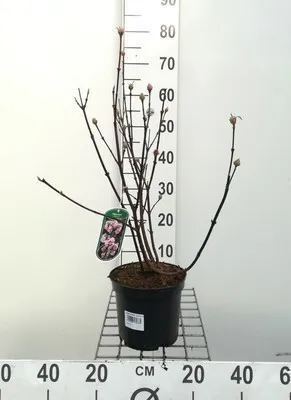 Zdjęcie produktu dla Viburnum bodn. 'Charles Lamont' - Snowball 50- 60 cm - Pojemnik