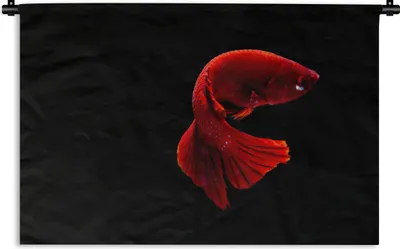 Produktbild von MuchoWow® Wandteppich Wandbehang Fisch - Meerestier - Schwanz - Rot 120x80 cm Tapisserie Dekoration Wandtuch - Wanddekorationen - Wandtücher