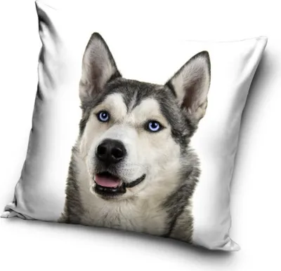 Produktbild von Hunde Kissenbezug Maße ca.: 40 x 40 cm