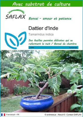 Image de SAFLAX  - Dattier d'Inde - 4 graines - Avec substrat - Tamarindus