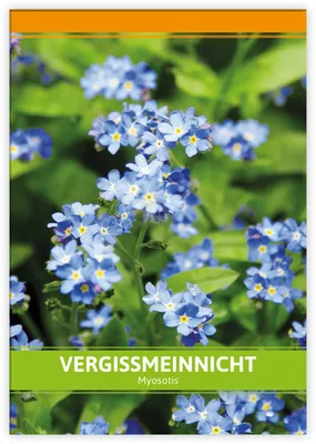 Produktbild von Vergissmeinnicht für Werbezwecke | Vergissmeinnichtsamen von FLORTUS