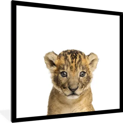 Produktbild von MuchoWow® Gerahmtes Poster Löwe - Kinder - Wildtiere - Jungtier - Junge 40x40 cm - Poster mit Schwarzem Bilderrahmen Wandposter Rahmen Foto Bilder - Mit Rahmen - Wanddekoration Schlafzimmer