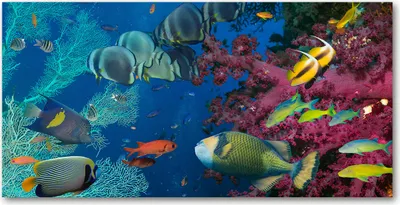 Produktbild von Tulup Glas-Bild -140x70- Wandkunst Dekorative Wand für Küche & Wohnzimmer - Tiere - Korallenriff - Mehrfarbig
