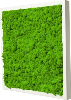 Produktbild von Moosbild mit echtem Islandmoos (weiß 45x45 cm)
