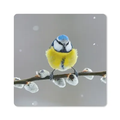Produktbild von MuchoWow® Mauspad Mousepad Blaumeise - Vogel - Zweig - Gelb - Blau 20x20 cm - Mousepads - Maus Mat - Pad - Mausunterlage - Desk Mat - Bureauartikeln
