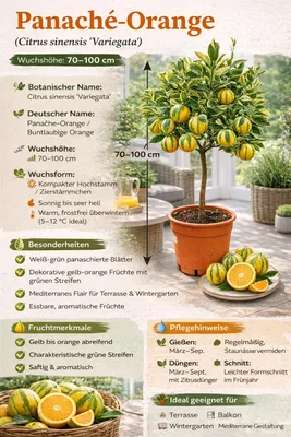 Image de Oranger panaché 70–100 cm – Citrus sinensis Variegata orange panaché – oranger à feuillage coloré, agrume exotique pour terrasse et jardin d'hiver