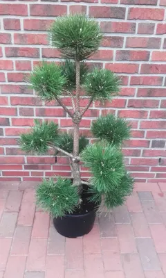 Produktbild von Gartenbonsai Pinus sylvestris 140–150 cm – Kiefer Bonsai PonPon, immergrün, winterhart, Formgehölz für Garten & Terrasse