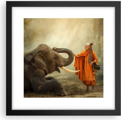 Produktbild von Gerahmtes Poster - Schwarzer Rahmen - Elefant Mönch Stoßzahn - 30x30 cm - Wand Bild - Wanddeko - Wandbilder - Kunstposter - Wandposter - Bilderrahmen - Bilder - Kunstdruck - Wandbild - P2BAC30x30-3484