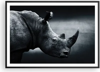 Produktbild von Gerahmtes Poster - Schwarzer Rahmen - Nashorn Schwarzweiß Porträt - 100x70 cm - Wand Bild - Wanddeko - Wandbilder - Wandposter - Bilderrahmen - Bilder - Kunstdruck - Wandbild - P2BAA100x70-4347