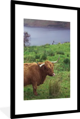 Produktbild von MuchoWow® Gerahmtes Poster Schottische Highlander - Gras - Wasser - Tiere 60x90 cm - Poster mit Schwarzem Bilderrahmen Wandposter Rahmen Foto Bilder - Dekoration - Wandposter Wohnzimmer - Hochwertig