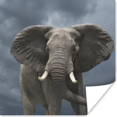 Produktbild von MuchoWow® Poster Laufender Elefant vor einem dunklen Himmel 50x50 cm - Wohnzimmerdekoration