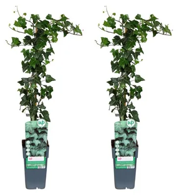 Image de Hedera helix | 2 pcs. - 55-65cm - Ø15cm - Plante de jardin - Multideal