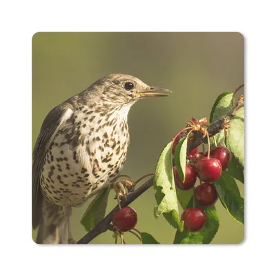 Produktbild von MuchoWow® Mauspad Mousepad Vogel auf einem Ast 30x30 cm - Mousepads - Maus Mat - Pad - Mausunterlage - Gaming