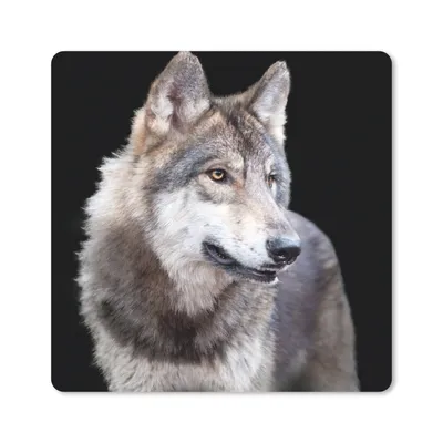 Produktbild von MuchoWow® Mauspad Mousepad Grauer Wildwolf 20x20 cm - Mousepads - Maus Mat - Pad - Mausunterlage - Desk Mat - Bureauartikeln