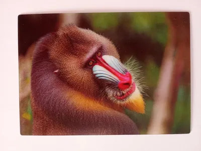 Produktbild von 3 D Ansichtskarte Mandrill,  Postkarte Wackelkarte Hologrammkarte, Tier Affe Zootier Wildtier