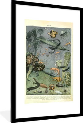 Produktbild von MuchoWow® Gerahmtes Poster Meerestiere - Korallen - Natur 60x90 cm - Poster mit Schwarzem Bilderrahmen Wandposter Rahmen Foto Bilder - Dekoration - Wandposter Wohnzimmer - Hochwertig