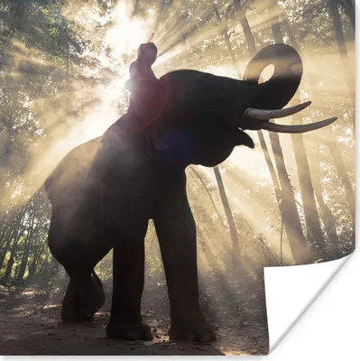 Produktbild von MuchoWow® Poster Elefant mit Person in hellem Sonnenlicht 75x75 cm - Wand Dekoration