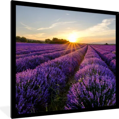 Produktbild von MuchoWow® Gerahmtes Poster Lavendel - Blumen - Sonnenuntergang - Lila 40x40 cm - Poster mit Schwarzem Bilderrahmen Wandposter Rahmen Foto Bilder - Mit Rahmen - Wanddekoration Schlafzimmer