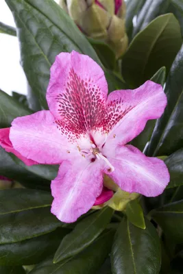 Produktbild von Rhododendron Hybr. 'Cosmopolitan', rosa Blüten, 30–40 cm