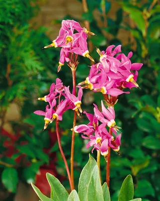 Produktbild von Dodecatheon meadia, Shooting Star, rosa Blüten, ca. 9x9 cm Topf