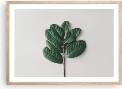 Produktbild von Gerahmtes Poster - Rahmen in heller Eiche - Blätter Pflanzen Botanik - 70x50 cm - Wand Bild - Wanddeko - Wandbilder - Kunstposter - Wandposter - Bilderrahmen - Bilder - Kunstdruck - P2NAA70x50-4956