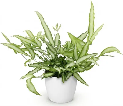 Obrázok produktu pre Pteris Cretica Albolineata - mecová paprad, izbová rastlina v bielom crepníku