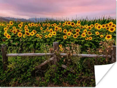 Produktbild von MuchoWow® Poster Sonnenblume - Blumen - Pflanzen 160x120 cm - Foto Plakat