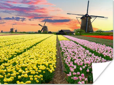 Produktbild von MuchoWow® Poster Tulpen - Windmühle - Natur 120x90 cm - Wandbild