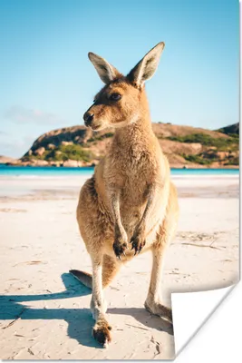 Produktbild von MuchoWow® Poster Känguru - Strand - Braun 20x30 cm - Papierdruck